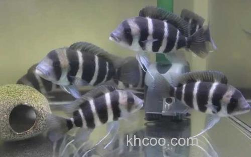 布隆迪六间鱼_3