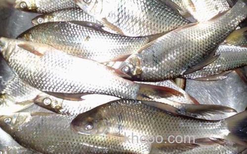 鲮鱼_3
