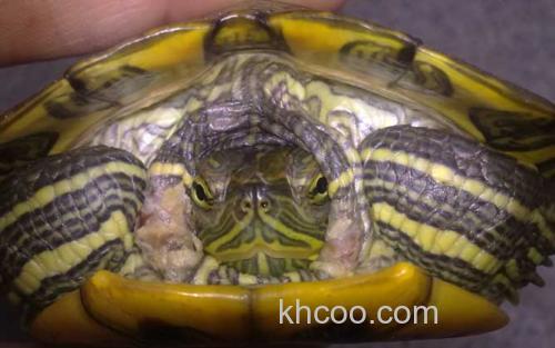 乌龟_3