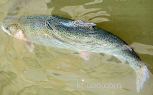 虹鳟鱼_2