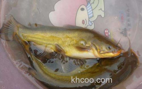 黄颡鱼_2