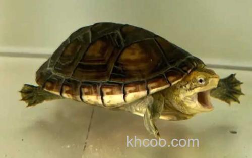 白唇蛋龟_3