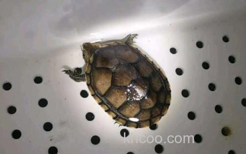 白唇蛋龟_2
