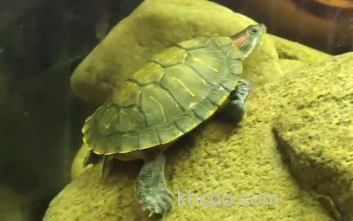 巴西龟_1