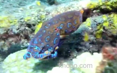 蓝环章鱼_2