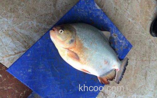 鲳鱼_2