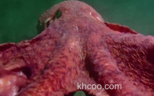 北太平洋巨型章鱼_3