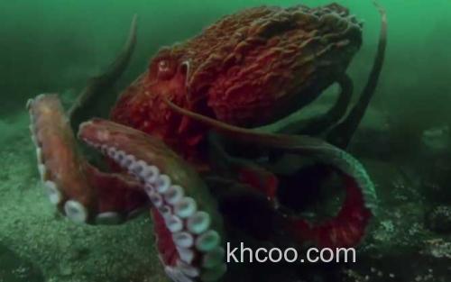 北太平洋巨型章鱼_2