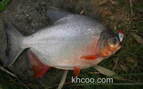 红鲳_2