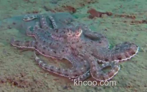 拟态章鱼_2