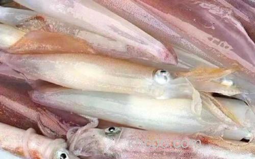 鱿鱼_0