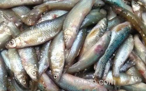 白条鱼_1