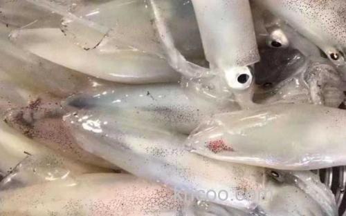 鱿鱼_2