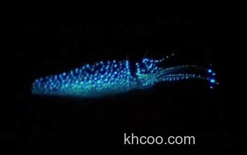 荧光乌贼_0