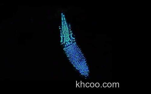 荧光乌贼_1
