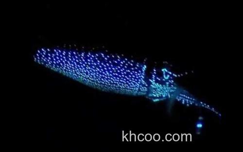 荧光乌贼_2