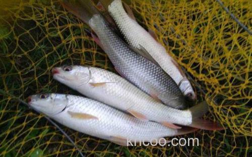 鲮鱼_3