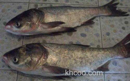 鳙鱼_3