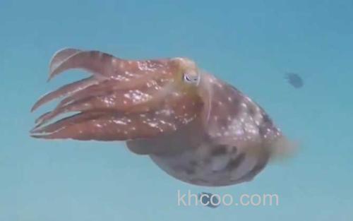 曼氏无针乌贼_3