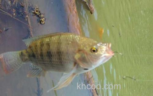 罗非鱼_3