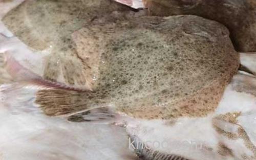 比目鱼_3