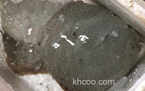 鳎目鱼_0