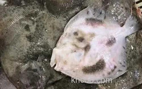 鳎目鱼_1