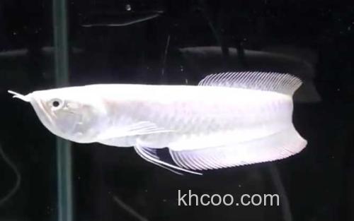 银龙鱼_0