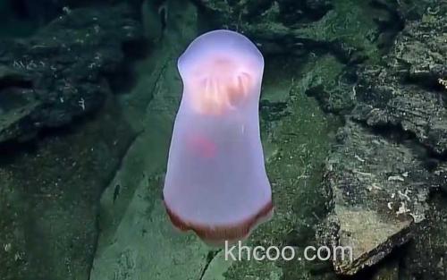 胎盘水母_2