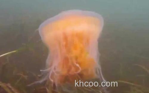水母_2