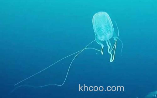 箱水母_5