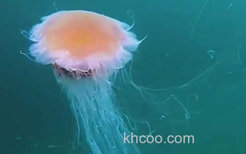 水母_2
