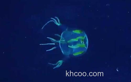 水母_2