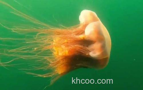 水母_1