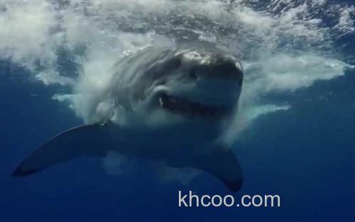 巨齿鲨_2