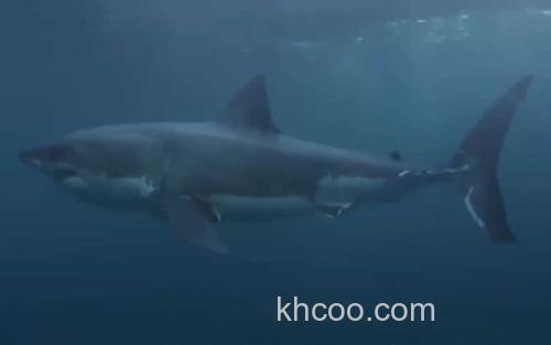 巨齿鲨_0