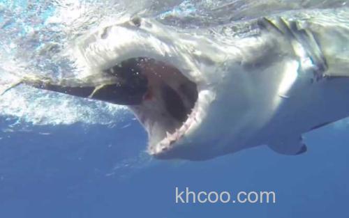 巨齿鲨_1