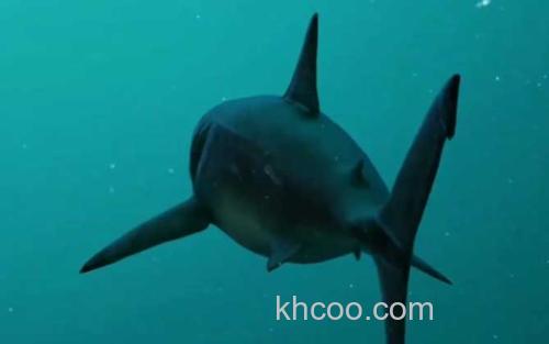 巨齿鲨_1