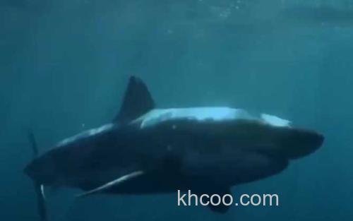 巨齿鲨_2