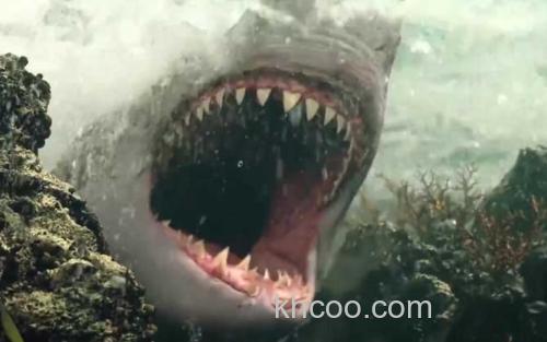 巨齿鲨_2