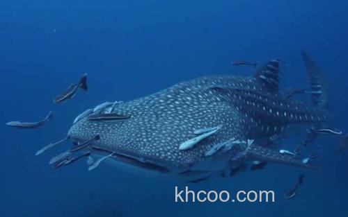鲸鲨_1