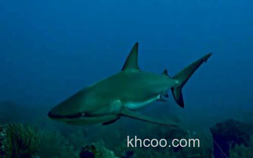 鲨鱼_0