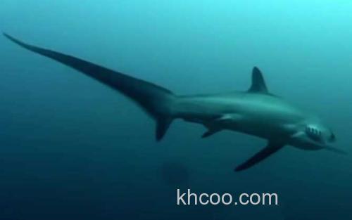 鲨鱼_2