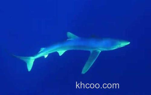 大青鲨_7