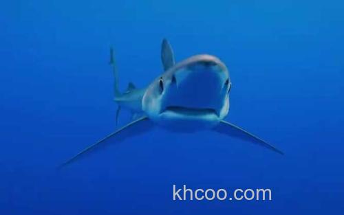 鲨鱼_0