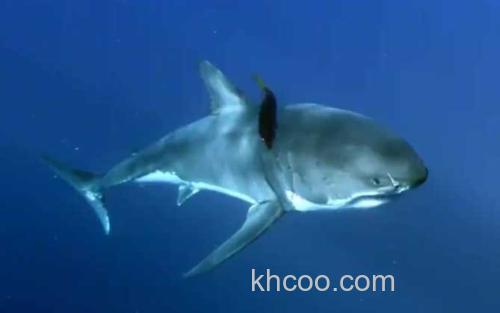 澳大利亚虎鲨_3