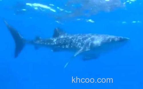鲨鱼_1