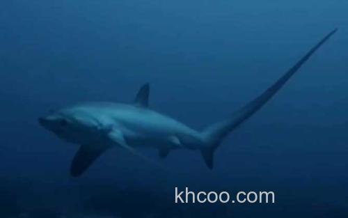 鲨鱼_0