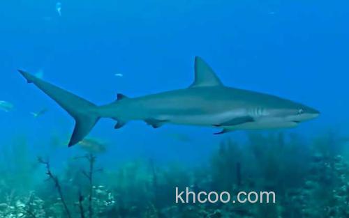 鲨鱼_2