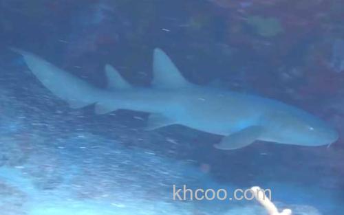 鲨鱼_1